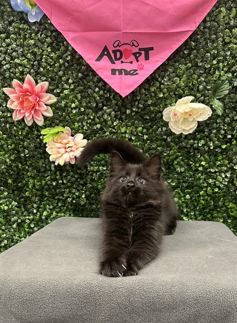 adoptable Cat in Grasswood, SK named RUFUS