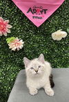 adoptable Cat in  named PEARL