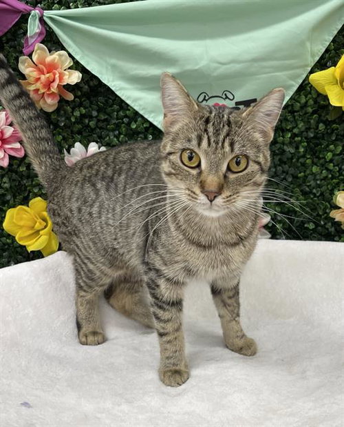 TAWNY, an adoptable Domestic Short Hair in Grasswood, SK