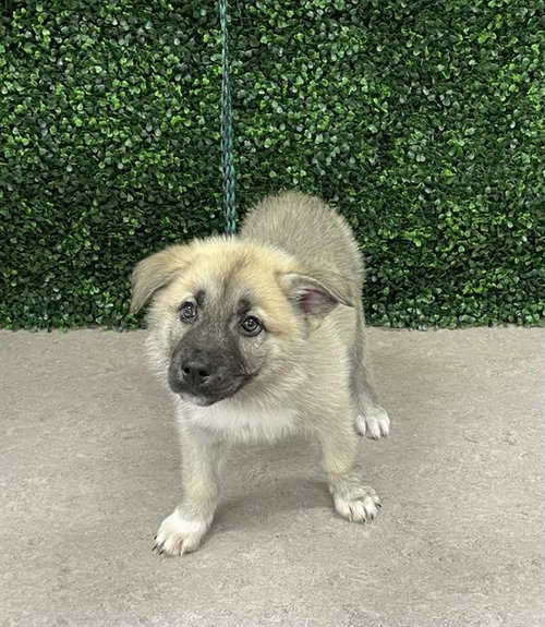 ALVENA, an adoptable Anatolian Shepherd in Grasswood, SK