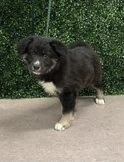 ROULEAU, an adoptable German Shepherd Dog in Grasswood, SK