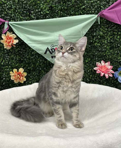 RHYSAND, an adoptable Domestic Medium Hair in Grasswood, SK