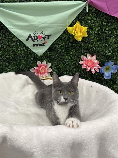 CECILIA, an adoptable Domestic Short Hair in Grasswood, SK