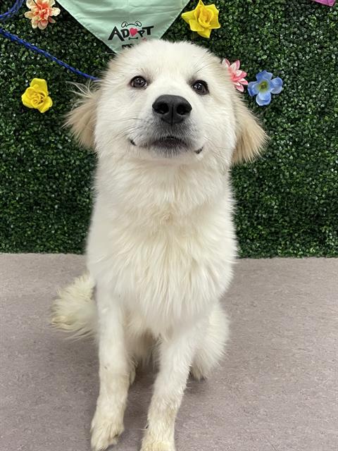 OSCAR, an adoptable Great Pyrenees in Grasswood, SK