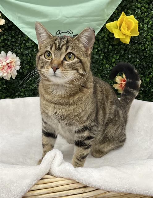 MAEVE, an adoptable Domestic Short Hair in Grasswood, SK
