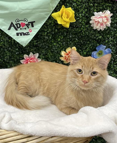 TATER, an adoptable Domestic Short Hair in Grasswood, SK