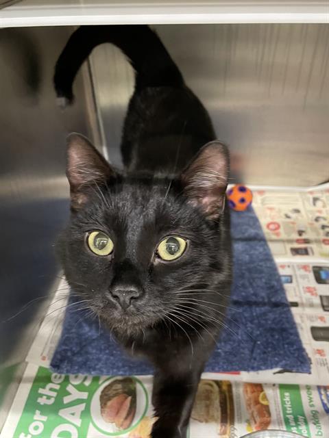 BANSHEE, an adoptable Domestic Short Hair in Grasswood, SK