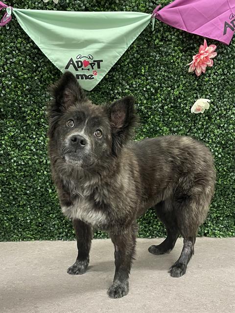 REMI, an adoptable Australian Shepherd in Grasswood, SK
