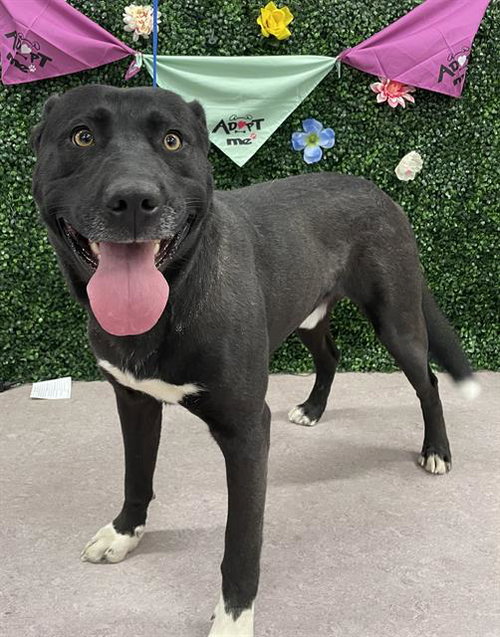 GUNNAR, an adoptable Labrador Retriever in Grasswood, SK