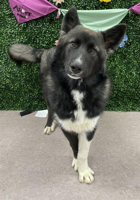 SHADOW, an adoptable Siberian Husky in Grasswood, SK