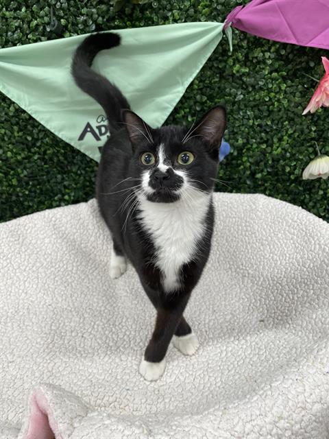 AUDREY, an adoptable Domestic Short Hair in Grasswood, SK