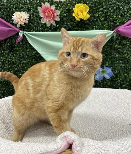 MUFASA, an adoptable Domestic Short Hair in Grasswood, SK