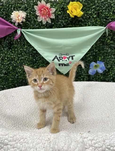 SIMBA, an adoptable Domestic Short Hair in Grasswood, SK