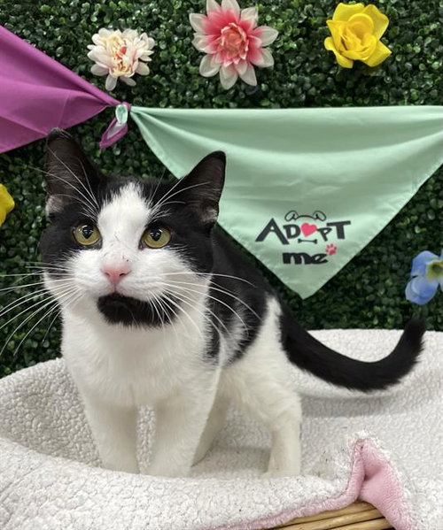 QUINTON, an adoptable Domestic Short Hair in Grasswood, SK
