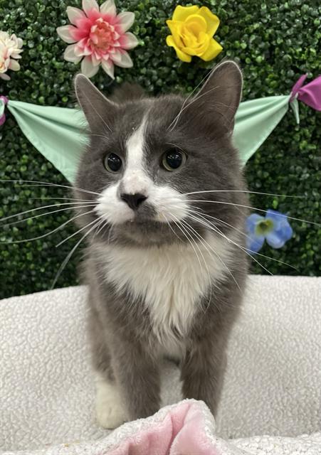 WESLEY, an adoptable Domestic Medium Hair in Grasswood, SK
