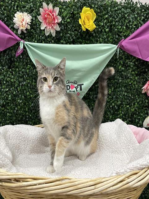HONEY POT, an adoptable Domestic Short Hair in Grasswood, SK