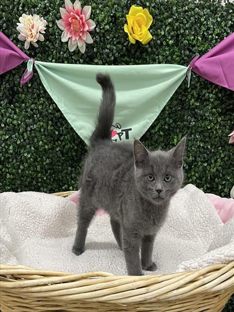ZAZU, an adoptable Domestic Short Hair in Grasswood, SK