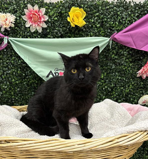 FABLE, an adoptable Domestic Short Hair in Grasswood, SK