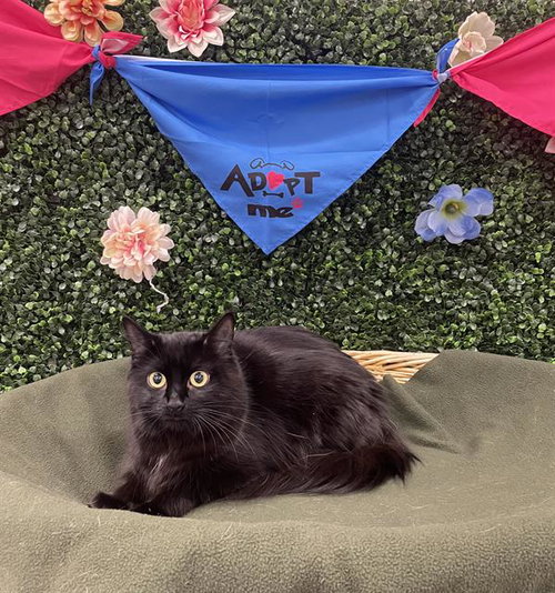 EMBER, an adoptable Domestic Medium Hair in Grasswood, SK