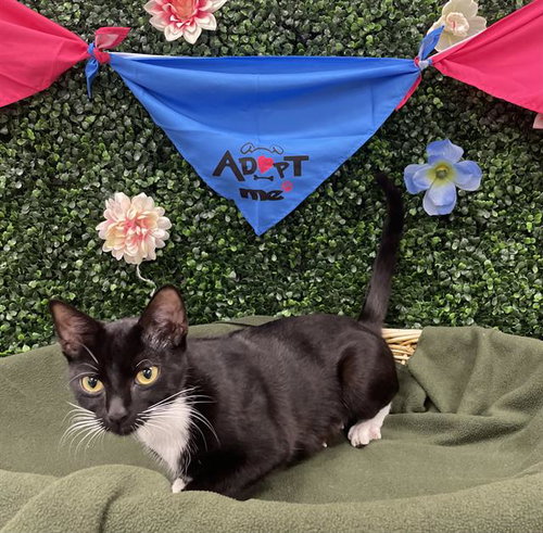 LIBERTY, an adoptable Domestic Short Hair in Grasswood, SK