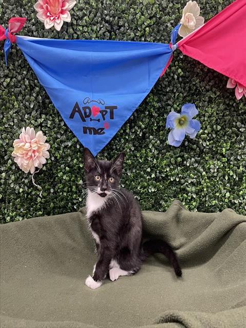 ESMERALDA, an adoptable Domestic Short Hair in Grasswood, SK