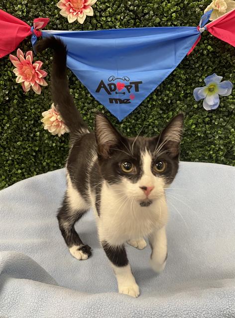 MR. MOO, an adoptable Domestic Short Hair in Grasswood, SK