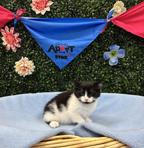 SUDZY, an adoptable Domestic Medium Hair in Grasswood, SK