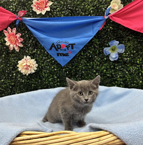 LOOFAH, an adoptable Domestic Medium Hair in Grasswood, SK