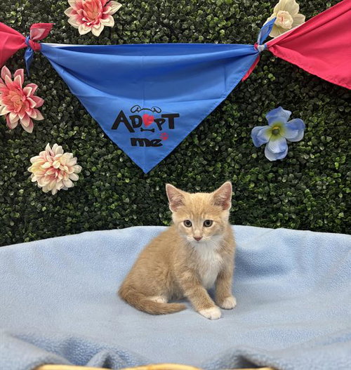 SPLISH-SPLASH, an adoptable Domestic Short Hair in Grasswood, SK