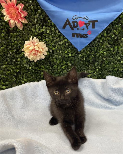 POPCORN, an adoptable Domestic Short Hair in Grasswood, SK