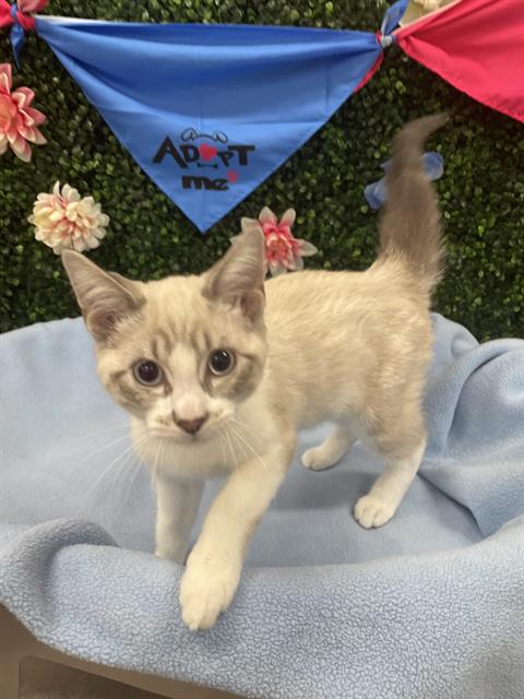 DUNE, an adoptable Siamese in Grasswood, SK