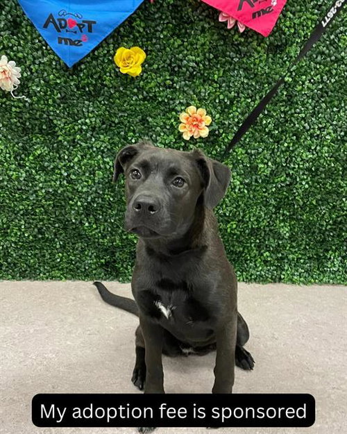 CORALINE, an adoptable Labrador Retriever in Grasswood, SK