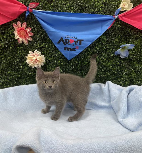 ASHLEY, an adoptable Domestic Short Hair in Grasswood, SK