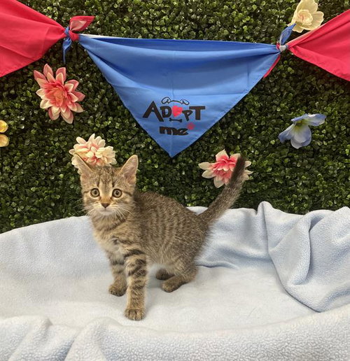TUFFY, an adoptable Domestic Short Hair in Grasswood, SK