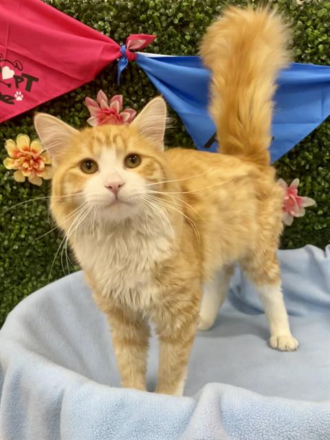BILLY, an adoptable Domestic Medium Hair in Grasswood, SK