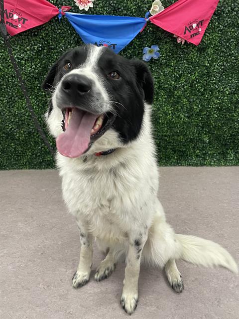 MUDDY, an adoptable Border Collie in Grasswood, SK