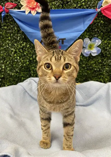 Aero - Domestic Short Hair