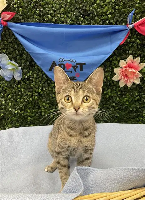 Silvermist - Domestic Short Hair
