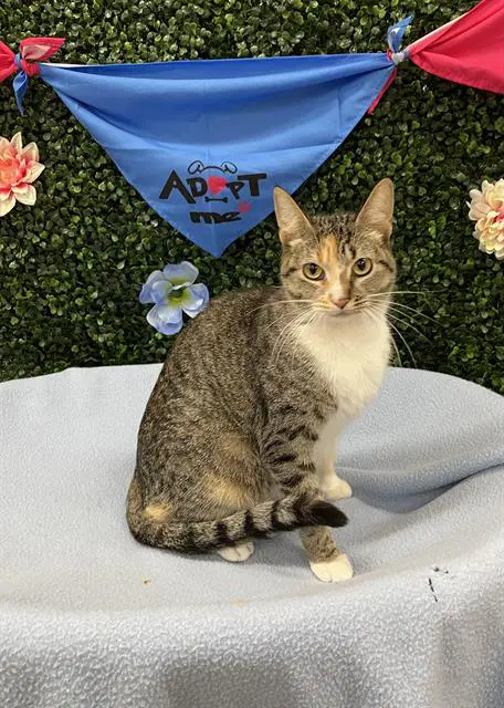 Cake Pop - Domestic Short Hair