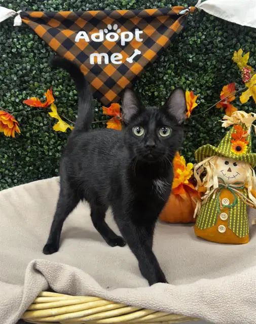 Karma - Domestic Short Hair