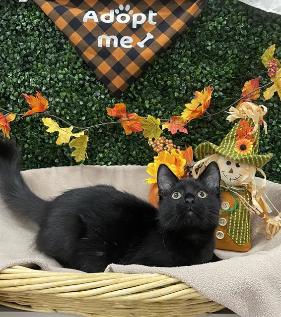 Valor - Domestic Short Hair
