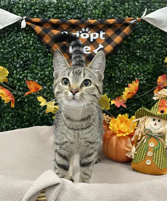 Tabbybee - Domestic Short Hair
