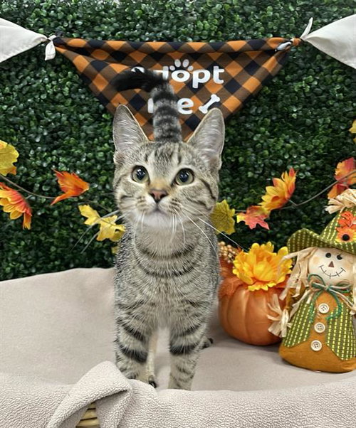 TABBYBEE