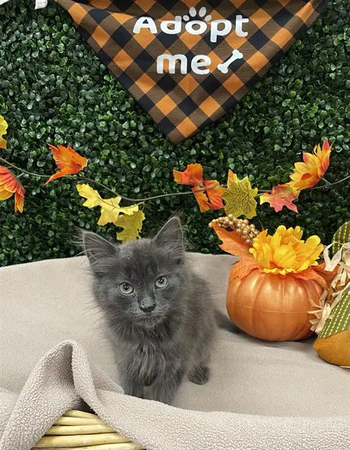 Clyde - Domestic Medium Hair
