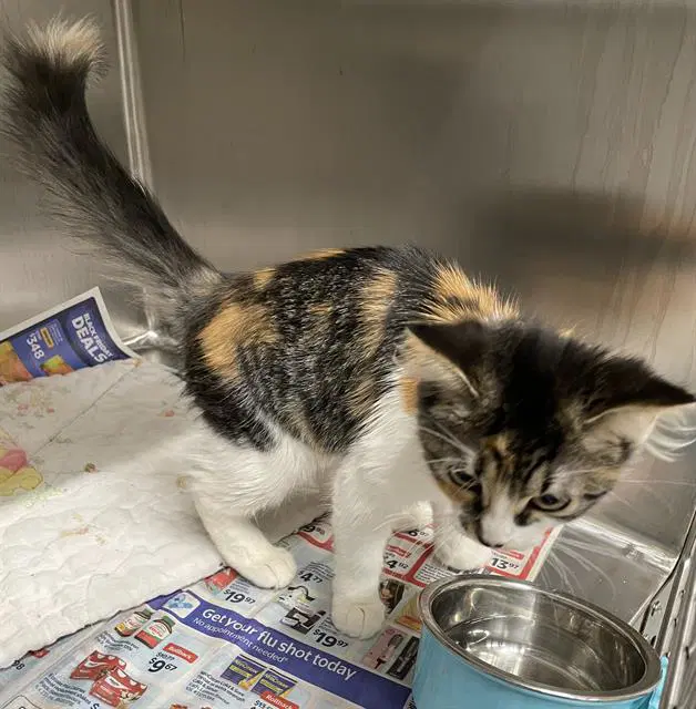 Paisley - Domestic Medium Hair