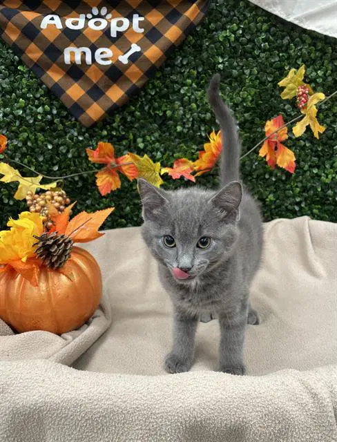 Spoon - Domestic Short Hair