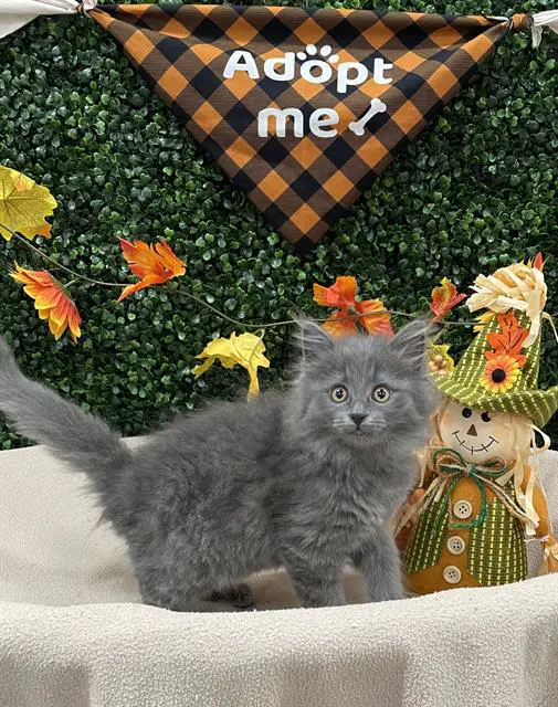 Eloise - Domestic Medium Hair