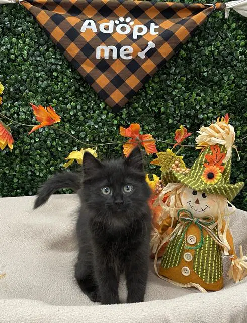 Mary-Jane - Domestic Medium Hair