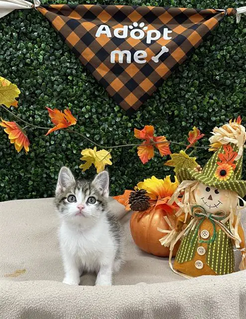 Tails - Domestic Short Hair