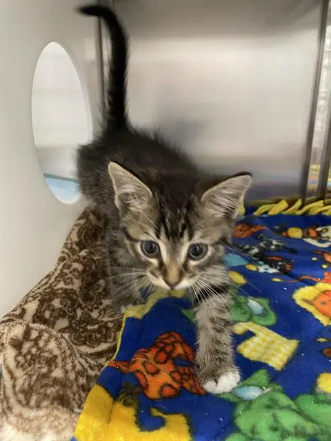 Tucker - Domestic Short Hair
